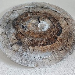 Rondo geschilderd door 