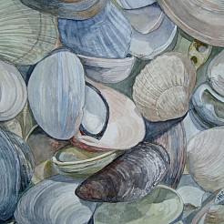 Schelpenpracht geschilderd door 