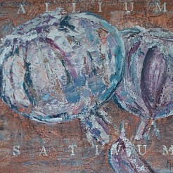 Allium sativum geschilderd door 